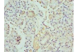 Immunohistochemistry of paraffin-embedded human pancreatic tissue using ABIN7157199 at dilution of 1:100 (Kallikrein 10 抗体  (AA 35-276))