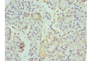 Immunohistochemistry of paraffin-embedded human pancreatic tissue using ABIN7157199 at dilution of 1:100 (Kallikrein 1 抗体  (AA 35-276))
