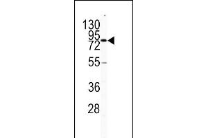 Western blot analysis of CD31 antibody (C-term) (ABIN391674 and ABIN2841585) in HL60 cell line lysates (35 μg/lane). (CD31 抗体  (C-Term))