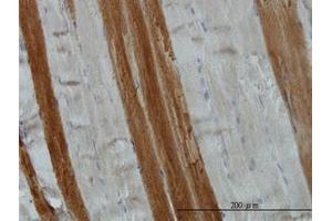 Image no. 1 for anti-Target of Myb 1 (TOM1) (AA 394-492) antibody (ABIN599110) (TOM1 抗体  (AA 394-492))
