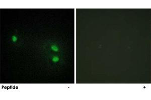 Immunofluorescence analysis of HeLa cells, using HIST1H2BH polyclonal antibody . (HIST1H2BH 抗体)