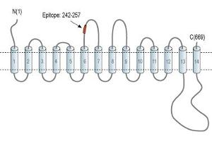 Representative domain view of the target of ABIN7043736.