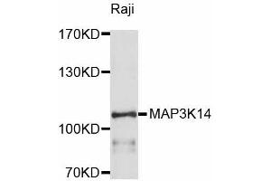 Western blot analysis of extracts of Raji cells, using MAP3K14 antibody (ABIN5998174) at 1/1000 dilution. (MAP3K14 抗体)