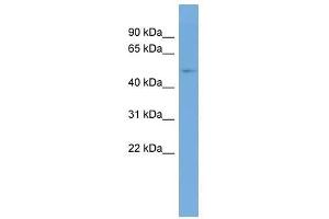 TRMT6 antibody used at 0. (TRMT6 抗体  (Middle Region))