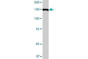 ZCCHC6 MaxPab polyclonal antibody. (ZCCHC6 抗体  (AA 1-412))
