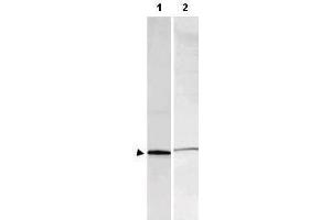 Western blot using  Affinity Purified anti-S-100 antibody shows detection of a band ~11 kDa corresponding to bovine S-100 monomer (100 ng loaded, arrowhead lane 1). (S100 Protein (S100) 抗体)