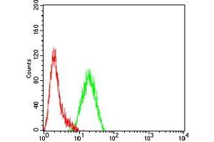 Flow cytometric analysis of THP-1 cells using CEACAM3 mouse mAb (green) and negative control (red). (CEACAM3 抗体  (AA 35-155))