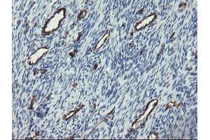 Image no. 1 for anti-Platelet/endothelial Cell Adhesion Molecule (PECAM1) antibody (ABIN1497251) (CD31 抗体)