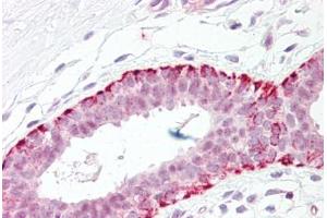 Anti-FADD antibody IHC staining of human breast. (FADD 抗体  (AA 159-208))