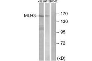 Western blot analysis of extracts from K562/HT-29 cells, using MLH3 Antibody. (MLH3 抗体  (AA 521-570))