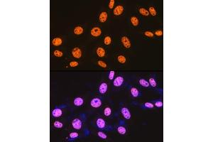 Immunofluorescence analysis of NIH-3T3 cells using SFPQ Rabbit mAb (ABIN7270547) at dilution of 1:100 (40x lens). (SFPQ 抗体)
