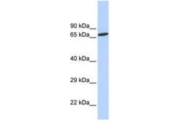 ZNF571 Antikörper  (AA 144-193)