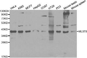 Western blot analysis of extracts of various cell lines, using MLST8 antibody. (GBL 抗体  (AA 1-326))