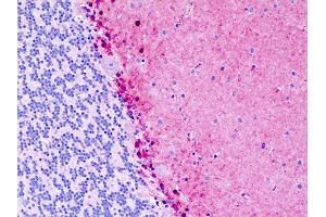 Anti-S100B / S100 antibody IHC staining of human brain, cerebellum. (S100B 抗体  (AA 28-56))