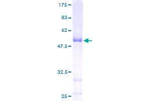 C1orf33 Protein (AA 1-239) (GST tag)