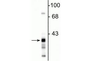 Western blot of rat hippocampal lysate showing the specific immunolabeling of ~38 kDa GAPDH protein. (GAPDHS 抗体)