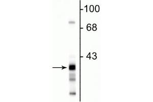 Western blot of rat hippocampal lysate showing the specific immunolabeling of ~38 kDa GAPDH protein.