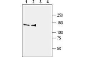 Western blot analysis of rat (lanes 1 and 3) and mouse (lanes 2 and 4) brain membranes:  - 1,2 Anti-SynGAP Antibody (ABIN7043789, ABIN7045176 and ABIN7045177), (1:400). (SYNGAP1 抗体  (C-Term))