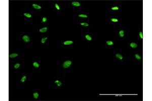 Immunofluorescence of purified MaxPab antibody to APEX1 on HeLa cell. (APEX1 抗体  (AA 1-318))
