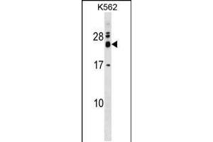 Western blot analysis in K562 cell line lysates (35ug/lane). (REXO2 抗体  (AA 129-157))
