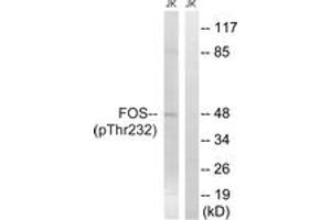 Western blot analysis of extracts from Jurkat cells treated with EGF 200ng/ml 5', using FOS (Phospho-Thr232) Antibody. (c-FOS 抗体  (pThr232))