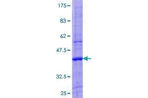 ZNF544 Protein (AA 1-106) (GST tag)