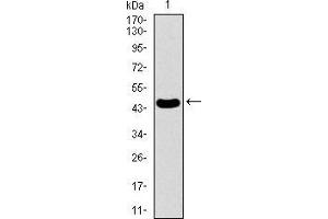 Western blot analysis using PDE1B mAb against human PDE1B recombinant protein.