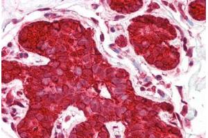 Anti-HSP90AA1 / Hsp90 antibody IHC staining of human breast. (HSP90AA1 抗体  (AA 683-732))