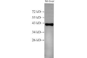 Western Blot analysis of Mouse liver using EpCAM Polyclonal Antibody at dilution of 1:500 (EpCAM 抗体)
