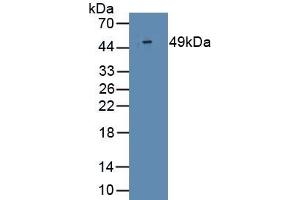 Detection of Recombinant IFNa2, Human using Monoclonal Antibody to Interferon Alpha 2 (IFNa2) (IFNA2 抗体  (AA 24-188))