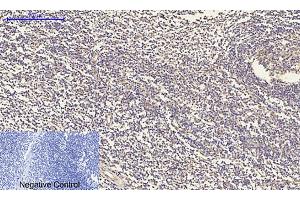 Immunohistochemical analysis of paraffin-embedded human tonsil tissue.