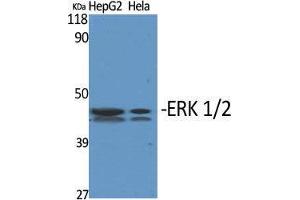 Western Blot (WB) analysis of specific cells using ERK 1/2 Polyclonal Antibody. (ERK1/2 抗体  (Ser1106))