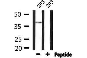 Western blot analysis of extracts from 293, using GDF15 Antibody. (GDF15 抗体  (N-Term))