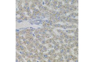 Immunohistochemistry of paraffin-embedded rat liver using VIP antibody (ABIN6292338) (40x lens). (Vip 抗体)