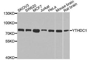 Western blot analysis of extracts of various cell lines, using YTHDC1 antibody. (YTHDC1 抗体  (AA 260-500))