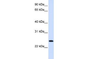 WB Suggested Anti-ORC6L Antibody Titration: 0. (ORC6 抗体  (C-Term))
