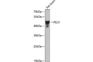 Western blot analysis of extracts of rat brain, using PELI1 antibody (ABIN6132546, ABIN6145436, ABIN6145437 and ABIN6224259) at 1:1000 dilution. (Pellino 1 抗体  (AA 1-250))