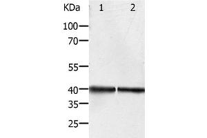 Western Blot analysis of Hela and Jurkat cell using PDX1 Polyclonal Antibody at dilution of 1:450 (PDX1 抗体)