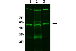 Western Blot of Rabbit anti-xCT antibody Western Blot of Rabbit anti-xCT antibody. (SLC7A11 抗体)