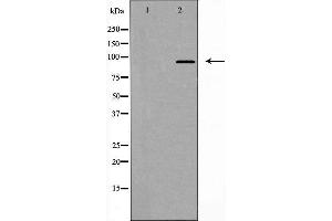 Western blot analysis of extracts from Jurkat cells, using FAM35A/B antibody. (FAM35A 抗体  (Internal Region))