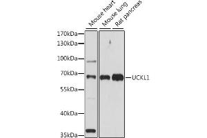 Western blot analysis of extracts of various cell lines, using UCKL1 antibody (ABIN7271233) at 1:1000 dilution. (UCKL1 抗体  (AA 1-200))