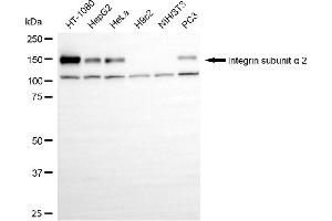 Western blotting analysis using Integrin subunit alpha 2 antibody (ABIN7799060). (Recombinant Integrin 2 (Subunit alpha) 抗体)