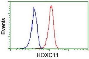 Image no. 2 for anti-Homeobox C11 (HOXC11) (AA 1-304) antibody (ABIN1490737) (HOXC11 抗体  (AA 1-304))