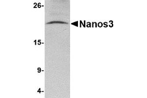 Western Blotting (WB) image for anti-Nanos Homolog 3 (NANOS3) (C-Term) antibody (ABIN1030535) (NANOS3 抗体  (C-Term))