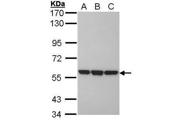PDIA3 Antikörper  (C-Term)