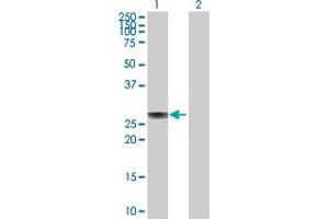 Western Blot analysis of APOA1 expression in transfected 293T cell line by APOA1 MaxPab polyclonal antibody. (APOA1 抗体  (AA 1-267))