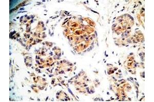 Human pancreas tissue was stained by Rabbit Anti-Augurin (71-107) (Human) Antiserum (C2orf40 抗体  (Preproprotein))