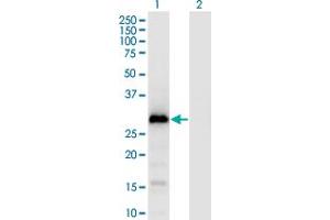 G Antigen 1 antibody  (AA 1-139)