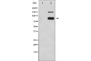 Western blot analysis of PECAM-1 phosphorylation expression in Jurkat whole cell lysates,The lane on the left is treated with the antigen-specific peptide. (CD31 抗体  (pTyr713))