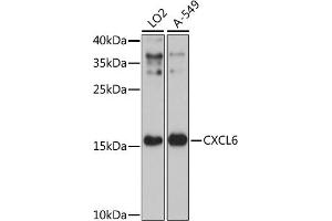 Western blot analysis of extracts of various cell lines, using CXCL6 antibody (ABIN7266316) at 1:3000 dilution. (CXCL6 抗体  (AA 38-114))